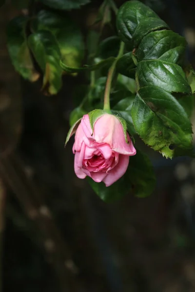 Symbolika Kwiatów Różowe Róże Krzak Makrofotografia Królowa Kwiaty Zbliżenie Krzaczaste — Zdjęcie stockowe