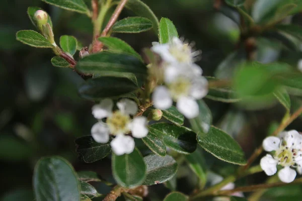 Früchte Blühen Aus Nächster Nähe Tageslichtbild Weiße Blüten Grüne Blätter — Stockfoto