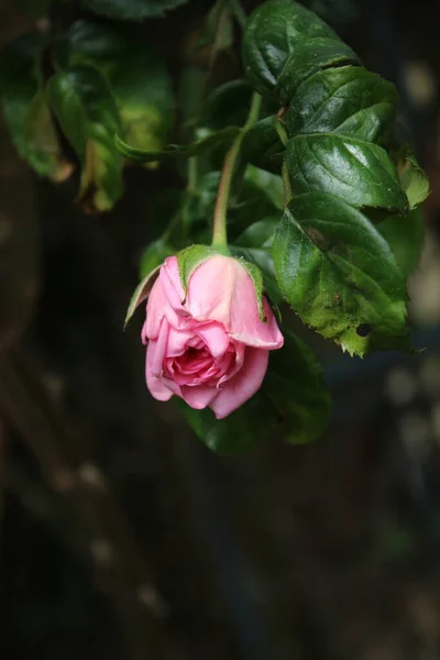 Symbolisch Für Blüten Rosenbusch Fotografie Nahaufnahme Königin Der Blumen Ein — Stockfoto