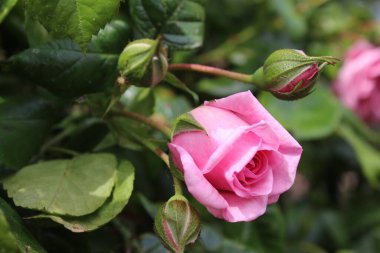 Çiçeklerin sembolik sembolü. Pembe gül çalısı. Fotoğrafçılık, yakın plan. Çiçekler Kraliçesi. Pembe çiçekli çalılık bir ağaç. Gül goncaları yeşil yapraklarla çevrilidir. Doğal çevre. Güzel kokulu çiçekler..