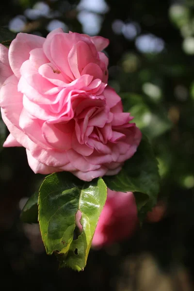 Symbolic Blossoms Pink Roses Bush Photography Close Queen Flowers Bushy — Photo