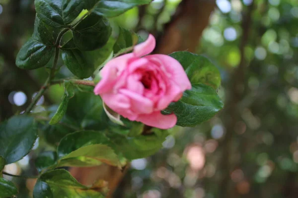 Symbolic Blossoms Pink Roses Bush Photography Close Queen Flowers Bushy — Stock Photo, Image