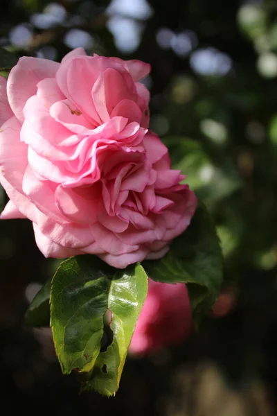 Symbolic Blossoms Pink Roses Bush Photography Close Queen Flowers Bushy — 图库照片