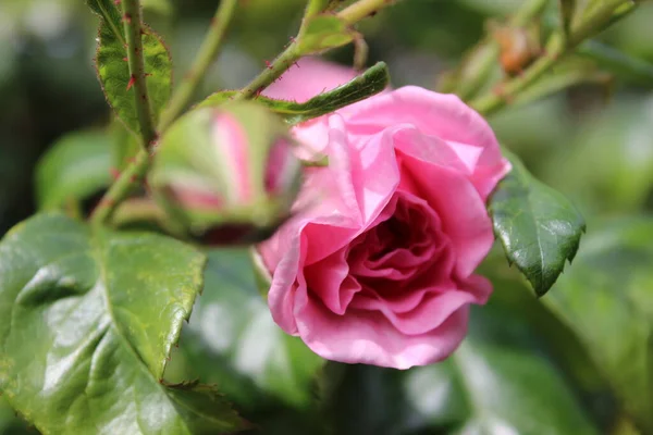 Symbol Rozkvětu Růžový Keř Růží Fotografie Zblízka Královna Květin Křovinatý — Stock fotografie