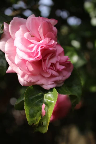 Symbolic Blossoms Pink Roses Bush Photography Close Queen Flowers Bushy — Zdjęcie stockowe