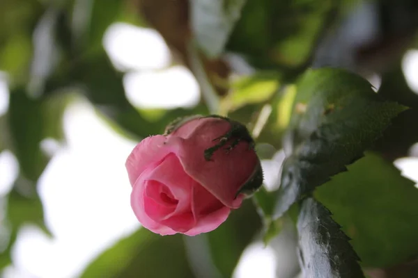 Symbolic Blossoms Pink Roses Bush Photography Close Queen Flowers Bushy — 图库照片