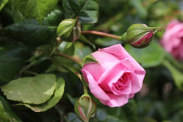 Simbolico Dei Fiori Cespuglio Rose Rosa Fotografia Primo Piano Regina — Foto Stock