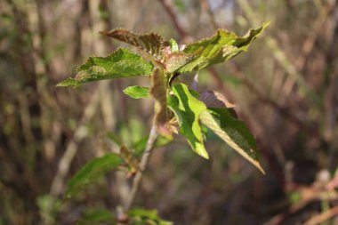 Bahar uyanıyor. Gün ışığı fotoğrafçılığı. Gerçekçi bir sahne. Soğuk hava. Tazelik. Bir ağacın dalında tomurcuklanan tomurcuklar. Baharın başında. Arka plan bulanık. Güzel doğa. Minimalist yaklaşım. Makrofotoğrafçılık. 