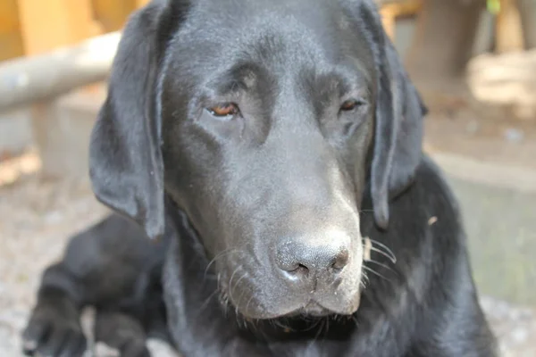 Labrador Retriever Photos Man Best Friend Chocolate Canine Face Close — Stockfoto