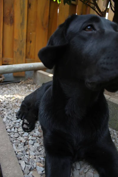 Labrador Retriever Photos Man Best Friend Chocolate Canine Face Close — стоковое фото