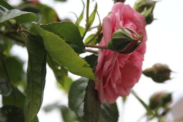 Růžová Inflorescenční Makrofotografie Léto Kvete Zblízka Růžové Růže Zahradě Růžové — Stock fotografie