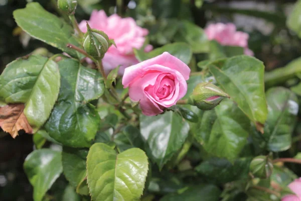 Rosebuds Macrophotography Summer Blossoms Close Pink Roses Garden Pink Flower — Foto de Stock