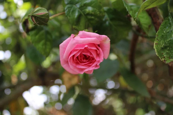 Макрофотографія Rosebuds Літо Цвіте Впритул Рожеві Троянди Саду Рожеві Пелюстки — стокове фото