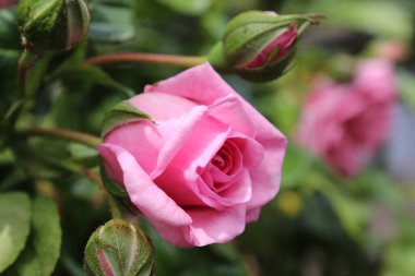 Gül tomurcukları makrofotoğrafçılık. Yakın planda yaz çiçekleri açar. Bahçede pembe güller. Pembe çiçek yaprakları. Yeşil arka plan. Yeşillik. Çalı ağacı. Çiçeklerin sembolü. Sevgi. Dikkat! Hediye. Tazelik.