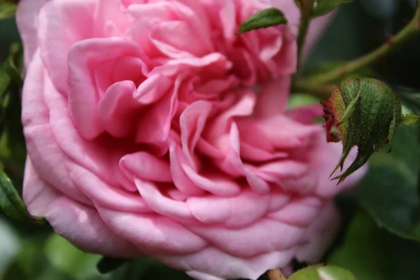 Макрофотографія Суцвіття Троянд Літо Цвіте Впритул Рожеві Троянди Саду Рожеві — стокове фото