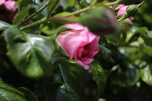 Rosebuds Macrophotography Summer Blossoms Close Pink Roses Garden Pink Flower — Fotografia de Stock