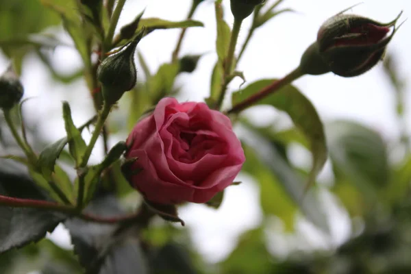 Rosebuds Macrophotography Summer Blossoms Close Pink Roses Garden Pink Flower — Φωτογραφία Αρχείου