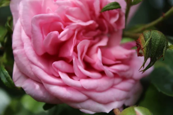 Rose Inflorescence Macrophotography Summer Blossoms Close Pink Roses Garden Pink — Photo