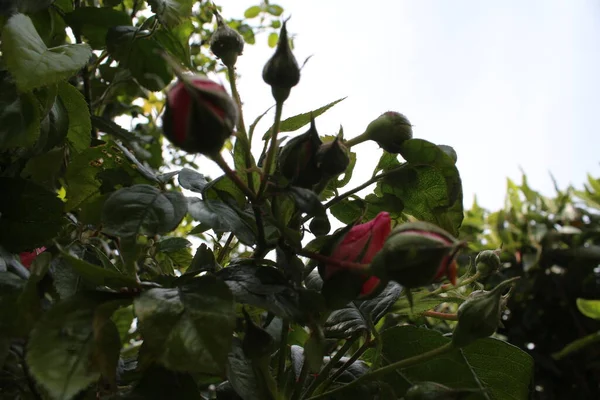 Rosebuds Macrophotography Summer Blossoms Close Pink Roses Garden Pink Flower — 스톡 사진