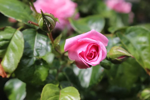 Rosebuds Macrophotography Summer Blossoms Close Pink Roses Garden Pink Flower — Photo
