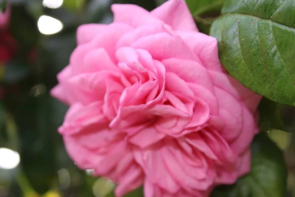 Rose Inflorescence Macrophotography Summer Blossoms Close Pink Roses Garden Pink — ストック写真
