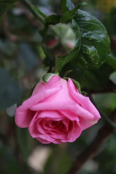 Макрофотографія Rosebuds Літо Цвіте Впритул Рожеві Троянди Саду Рожеві Пелюстки — стокове фото