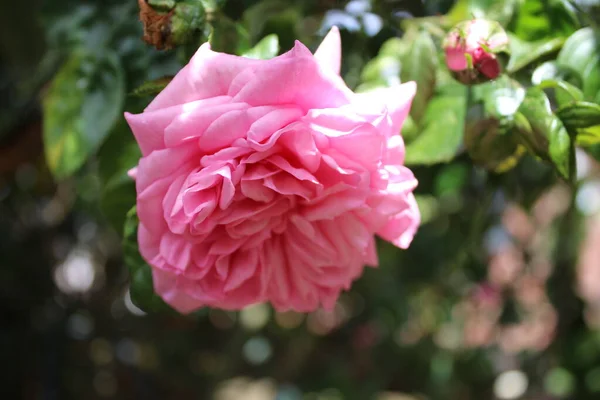 Rose Inflorescence Macrophotography Summer Blossoms Close Pink Roses Garden Pink — Zdjęcie stockowe