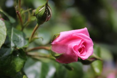 Gül tomurcukları makrofotoğrafçılık. Yakın planda yaz çiçekleri açar. Bahçede pembe güller. Pembe çiçek yaprakları. Yeşil arka plan. Yeşillik. Çalı ağacı. Çiçeklerin sembolü. Sevgi. Dikkat! Hediye. Tazelik.