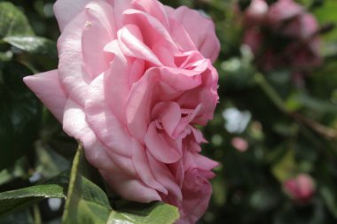 Gül infloresans makrofotoğrafçılık. Yakın planda yaz çiçekleri açar. Bahçede pembe güller. Pembe çiçek yaprakları. Yeşil arka plan. Yeşillik. Çalı ağacı. Çiçeklerin sembolü. Sevgi. Dikkat! Hediye. Tazelik.