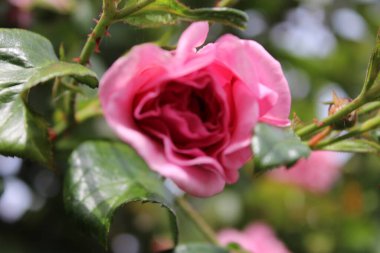 Gül tomurcukları makrofotoğrafçılık. Yakın planda yaz çiçekleri açar. Bahçede pembe güller. Pembe çiçek yaprakları. Yeşil arka plan. Yeşillik. Çalı ağacı. Çiçeklerin sembolü. Sevgi. Dikkat! Hediye. Tazelik.