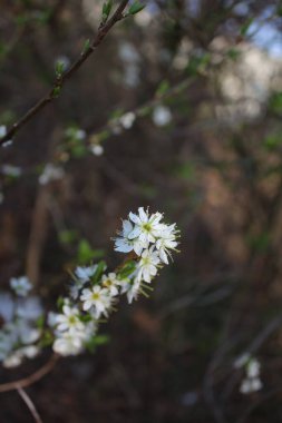 Meyve tomurcukları yakın plan. Gündüz fotoğrafı. Beyaz çiçekler var. Yeşil yapraklar. Yeşillik. Tozlaşma içindeki böcekler. Yaz sahnesi. Doğal ortam. Stamen ve Pistil. Arı fotoğrafçılığı. Meyve ağacı dalları.