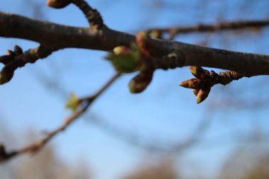 Arka planda mavi gökyüzü. Güzel doğa. Bahar uyanıyor. Kırsal alan. Ağaç siluetleri. Tomurcuklu çıplak dallar. Doğal ortam. Şehir dışından. Güneşli bir gün.