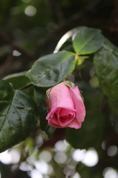 Макрофотографія Rosebuds Літо Цвіте Впритул Рожеві Троянди Саду Рожеві Пелюстки — стокове фото