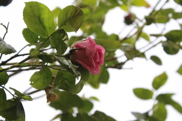 Макрофотографія Rosebuds Літо Цвіте Впритул Рожеві Троянди Саду Рожеві Пелюстки — стокове фото