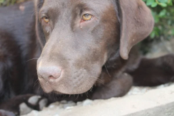 Chocolate Labrador Retriever. Brown Lab macrophotography. Labrador Puppy in close-up. Pet in the garden. Canine face, eyes, nose, and ears. Cute mammal. Man\'s best friend. Doggy portrait. Dog profile.