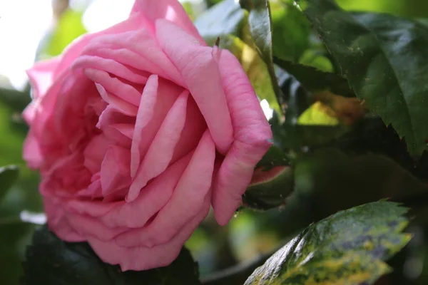 Rose Inflorescence Macrophotography Summer Blossoms Close Pink Roses Garden Pink — Zdjęcie stockowe