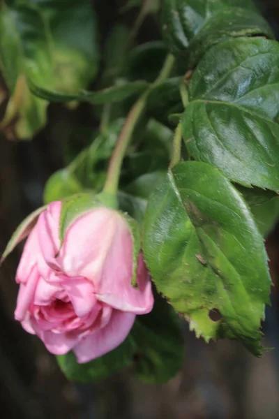 Rózsabimbó Makrofotózás Közelről Kivirágzik Nyár Rózsaszín Rózsák Kertben Rózsaszín Virágszirmok — Stock Fotó