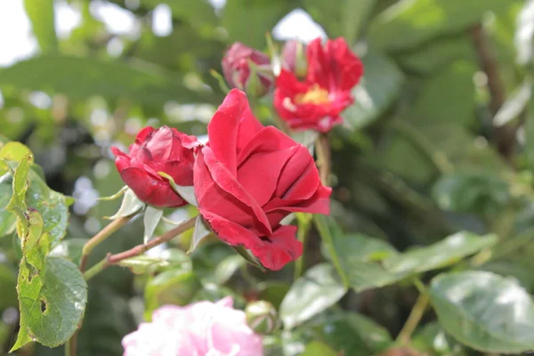 Rose inflorescence. Summer blossoms in close-up. Red Roses in the garden. Red flower petals. Green Background. Lush Foliage. Bushy tree. Symbolic of flowers. Love. Attention. Gift. Freshness. Passion.