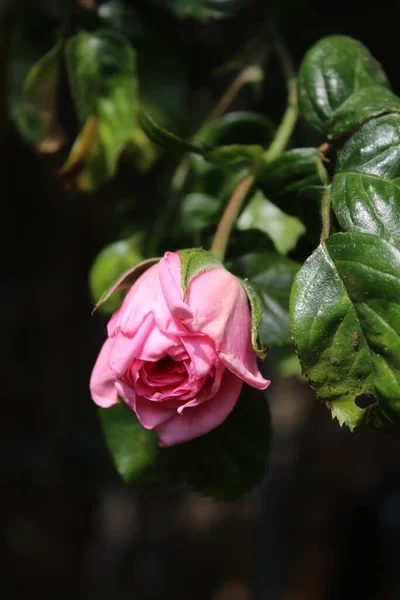 Rosebuds Macrophotography Summer Blossoms Close Pink Roses Garden Pink Flower — Stock Photo, Image