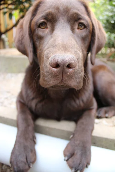 Chocolate Labrador Retriever. Brown Lab macrophotography. Labrador Puppy in close-up. Pet in the garden. Canine face, eyes, nose, and ears. Cute mammal. Man\'s best friend. Doggy portrait. Dog profile.