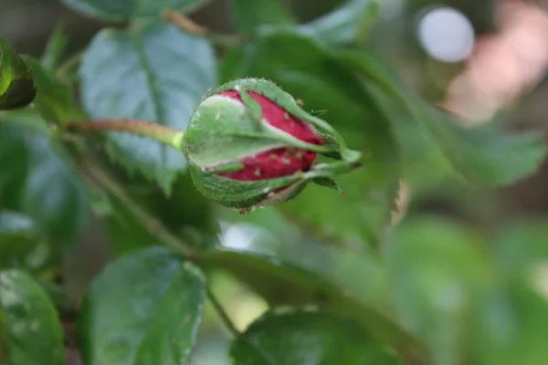 Gül Tomurcukları Makrofotoğrafçılık Yakın Planda Yaz Çiçekleri Açar Bahçede Pembe — Stok fotoğraf
