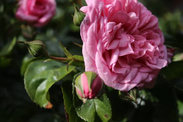Růžová Inflorescenční Makrofotografie Léto Kvete Zblízka Růžové Růže Zahradě Růžové — Stock fotografie