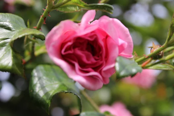 Rosebuds Macrophotography Summer Blossoms Close Pink Roses Garden Pink Flower — Zdjęcie stockowe