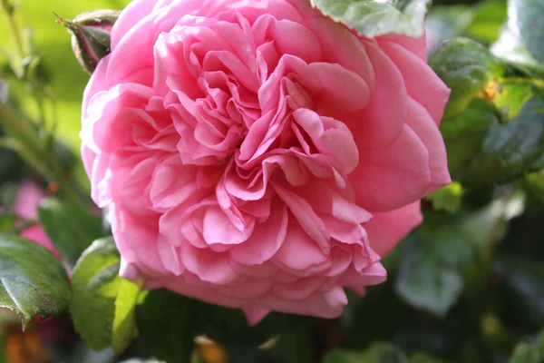 Rose Inflorescence Macrophotography Summer Blossoms Close Pink Roses Garden Pink — Stock Fotó