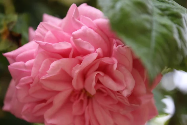 Rose Inflorescence Macrophotography Summer Blossoms Close Pink Roses Garden Pink — Zdjęcie stockowe