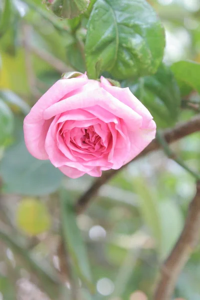 Rosebuds Macrophotography Summer Blossoms Close Pink Roses Garden Pink Flower — 스톡 사진