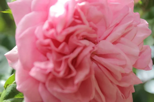 Růžová Inflorescenční Makrofotografie Léto Kvete Zblízka Růžové Růže Zahradě Růžové — Stock fotografie