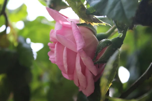 Rose Inflorescence Macrophotography Summer Blossoms Close Pink Roses Garden Pink — Φωτογραφία Αρχείου