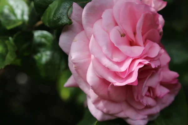 Rose Inflorescence Macrophotography Summer Blossoms Close Pink Roses Garden Pink — Zdjęcie stockowe