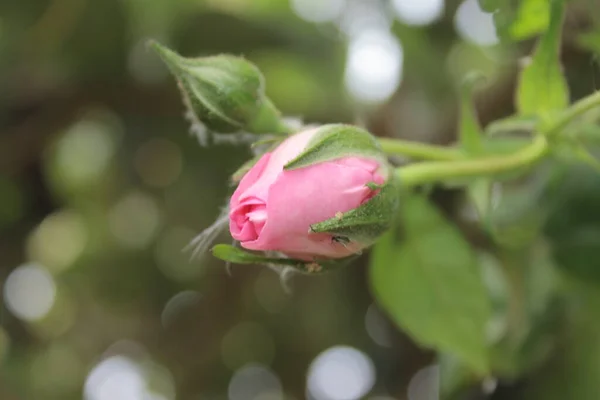 Rozenknoppen Macrophotografie Zomer Bloeit Close Roze Rozen Tuin Roze Bloemblaadjes — Stockfoto